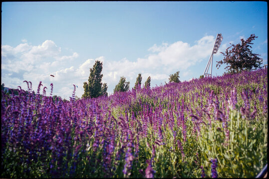 Pink lilacs in bloom