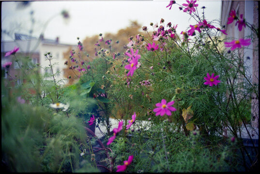 Pink cosmea flowers