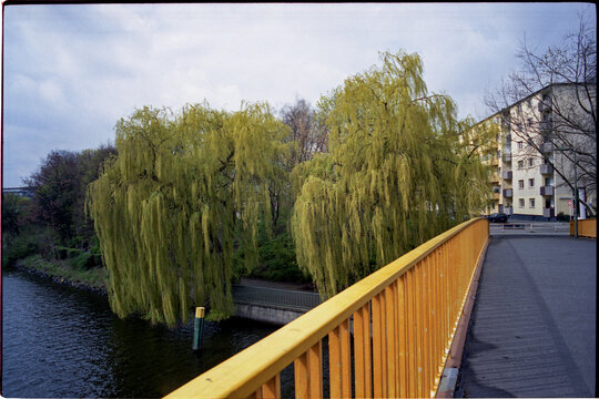Trees with drooping leaves 