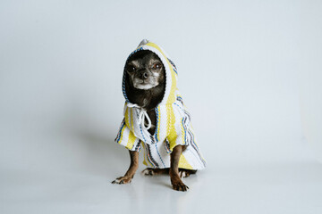 Little old black chihuahua 