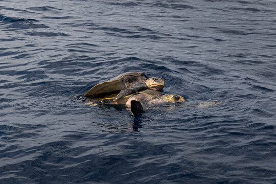 sea ​​turtles making love in the middle of the sea