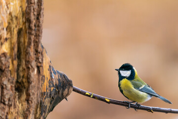 Great Tit Perched On A Branch  