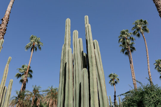 Cacti and palm trees against blue sky