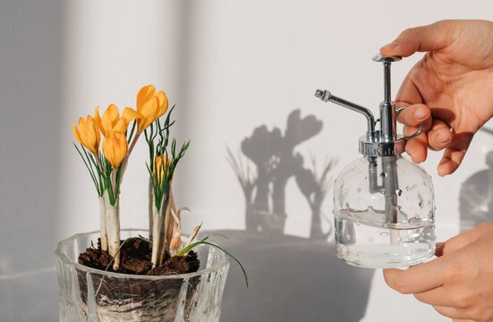 Anonymous woman spray water on yellow flowers