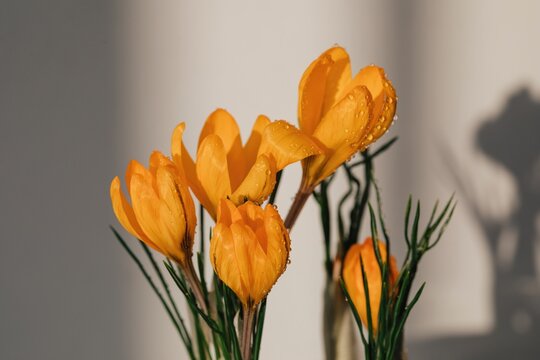 Yellow Spring Flowers