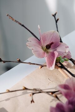 Spring pink flowers on craft paper 