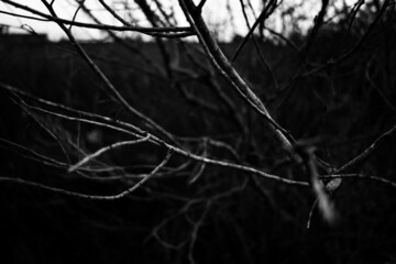 Tree branches