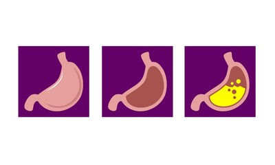 human stomach anatomy