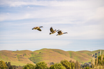 A flock of Canadian geese are flying over the mountains.