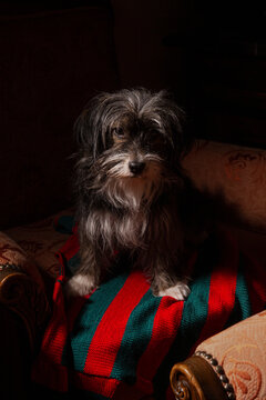 Havanese Dog posing on armchair