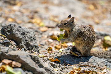 Naklejka na ściany i meble California ground squirrel (Spermophilus beecheyi) eats a leaf. 