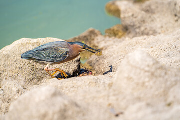 Green heron (Butorides striatus) eating fish.