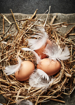 Three eggs and feathers