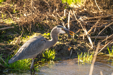 Great blue heron (Ardea cinerea) eating a gopher. Wildlife photography. Heron with prey in her beak.