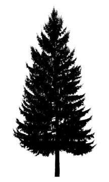 Silhouette of a tree on a white background. Realistic black and white illustration of fir.