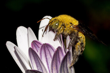 abeille