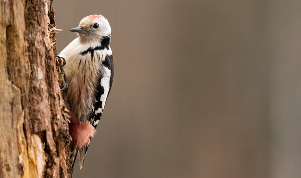 Beautiful Middle Spotted Woodpecker  