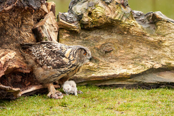 Wild Eurasian Eagle Owls outside their nest, in the grass. The white, say days old bird is sitting between the legs of the mother. They eat a piece of bloody flesh
