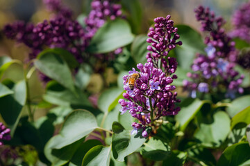 flowers on a bush