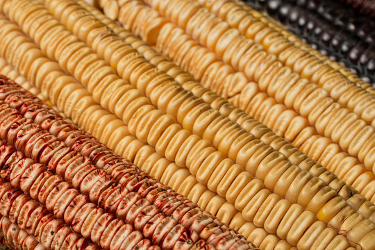 closeup of red and yellow corncobs