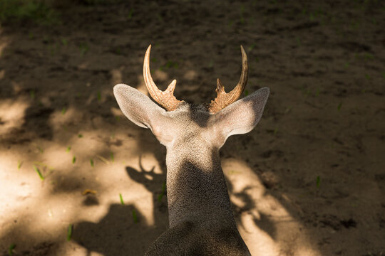 the back part of the head of a deer with antlers 
