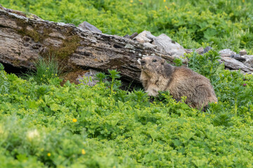 alpine marmot (Marmota marmota) in green grass near Grindelwald