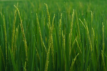 Obraz premium Rice field