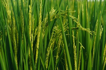 Rice field