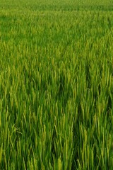 Rice field