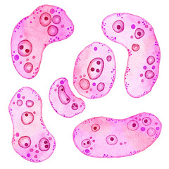 Watercolor illustration of pink purple cells microalgae microorganisms, microscope bio algae. Concept for cosmetics medicine healthcare print design. Pastel ameoba bacteria, soft oval round shape.