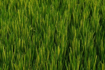 Rice field
