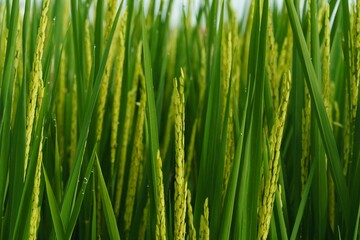 Plakat Rice field