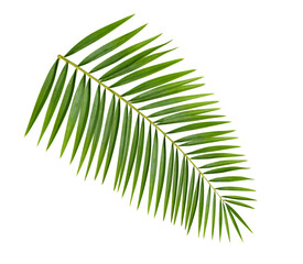 Palm leaf isolated on white background.