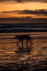 dog on the beach