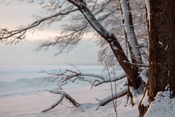 Beautiful winter landscape with field of white snow and tree branches in hoarfrost at sunset frosty day. High quality photo