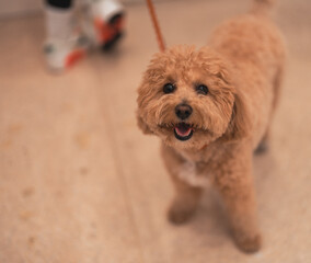 little puppy dog animal beautiful 