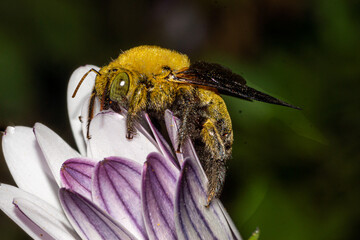 abeille