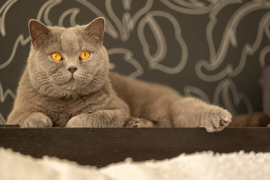 Portrait of lying gray cat with orange eyes close-up. British blue Shorthair cat. Selective focus. High quality photo