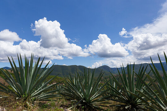 agave fields with mountains and blue sky 
