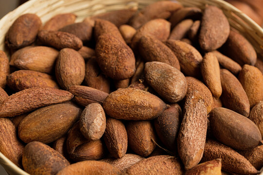 dry mamey seeds 