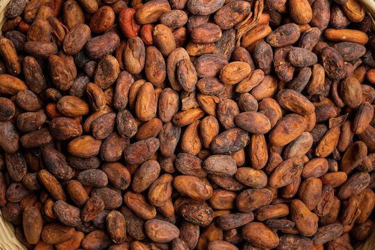 red cocoa beans stacked in a basket