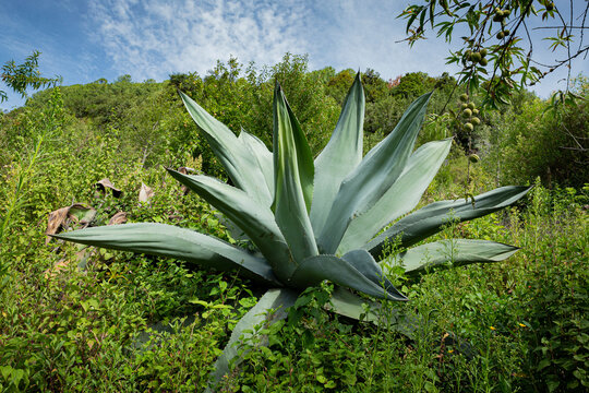 A pulquero agave in the middle of a hill 