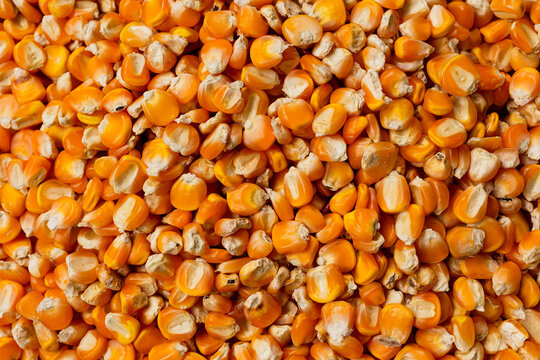 textures of yellow kernels