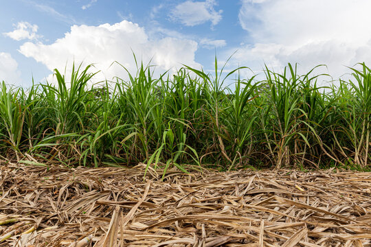 field of sugar cane with the ground covered by dry cane