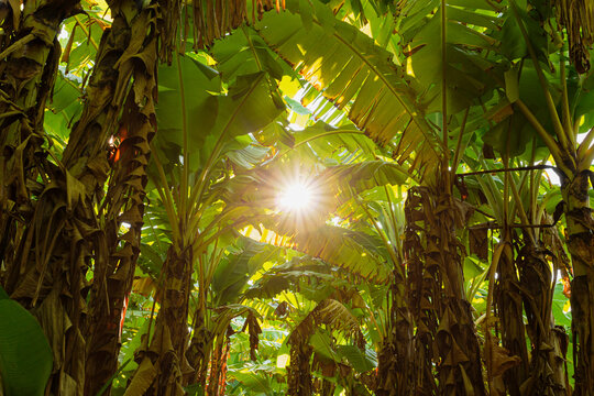 Fototapeta The sun in the middle of a field of banana trees 