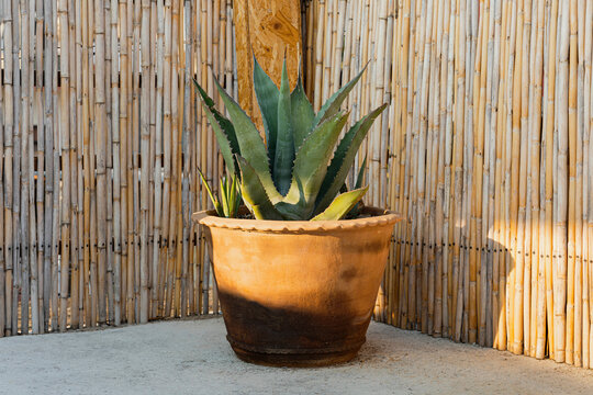 pot with an agave in 