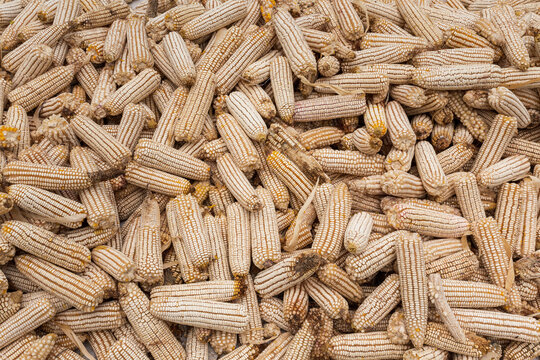 top view of stacked white corn cobs