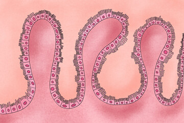 Intestinal epithelial cells illustration