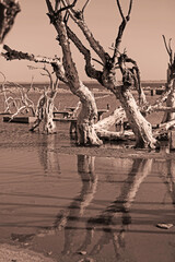 Fototapeta premium epecuen