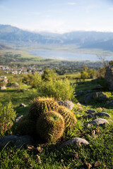 Cactus con vista al valle y al lago en Tafi del Valle © Juan